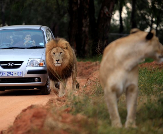 Leones paseando junto a los coches