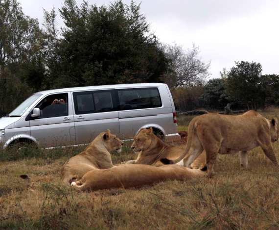 Visitantes junto a grupo de leones