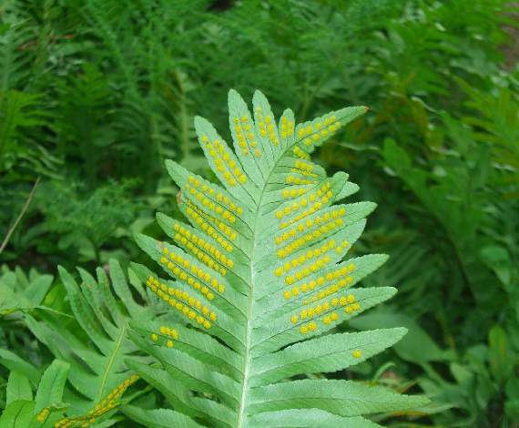 El Helecho polypodium 