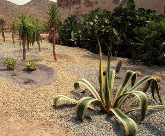 Jardín botánica de Cabo de Gata