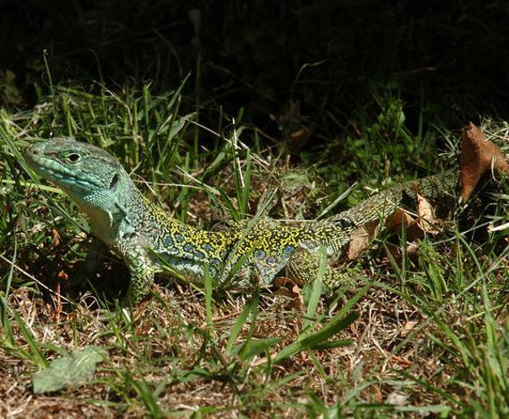 El lagarto ocelado