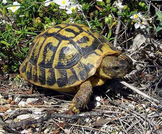 La tortuga mediterránea