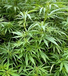 cannabis_sativa.jpg