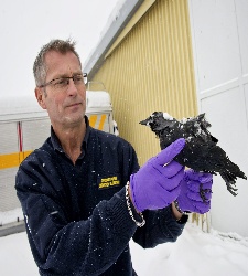 pajaros-suecia-reuters.jpg