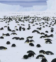 pinguinos-muertos.jpg