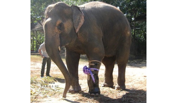 elefante-protesis.jpg