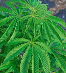 cannabis.jpg