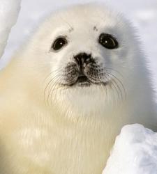 foca_blanca.jpg