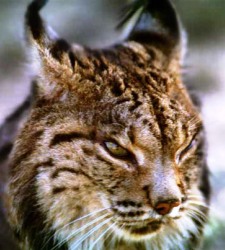 lince_iberico.jpg