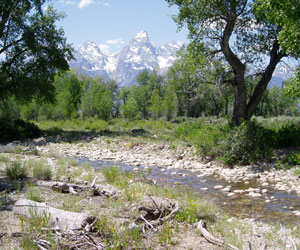 Los riñones de la Tierra