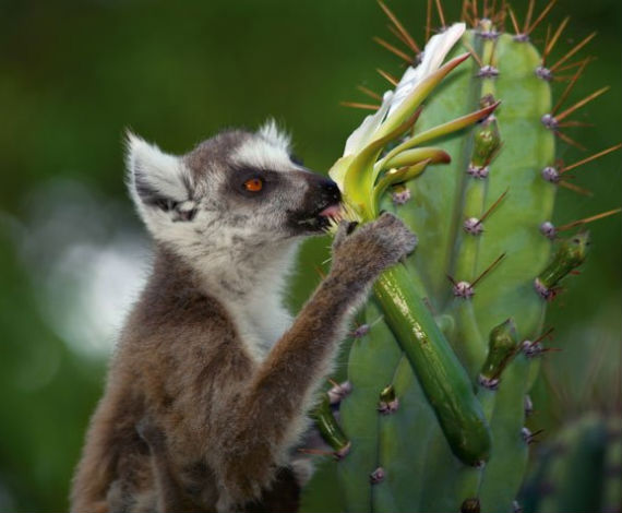 Lemur