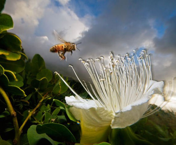 Abeja común europea