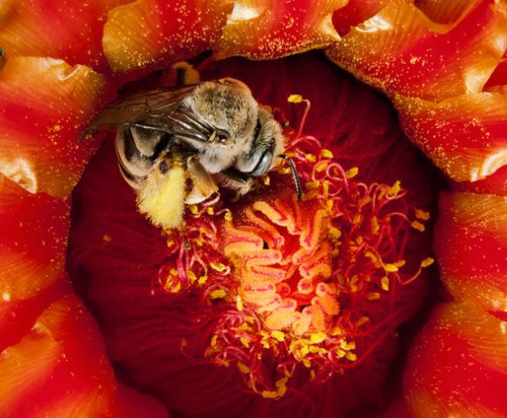 Abeja <i>Diadasia</i>