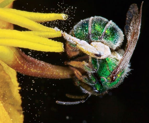 Abeja verde metálica
