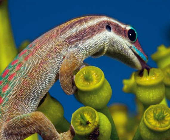 Gecko