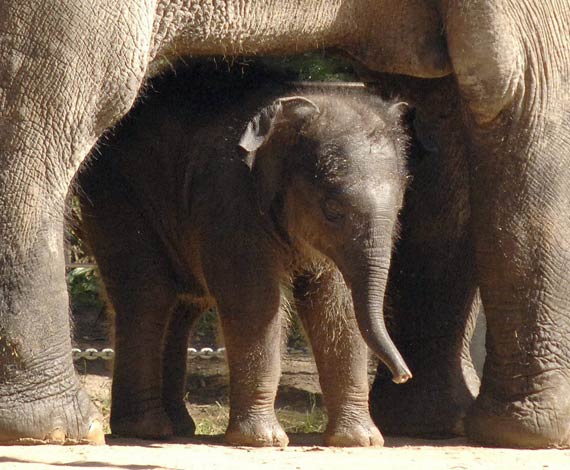 Nace un elefante...budista