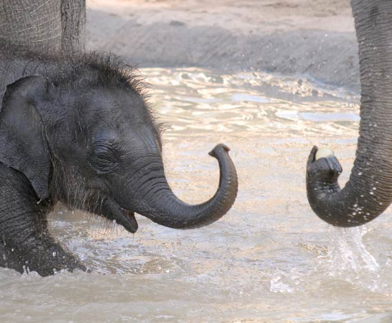 Nace un elefante...budista
