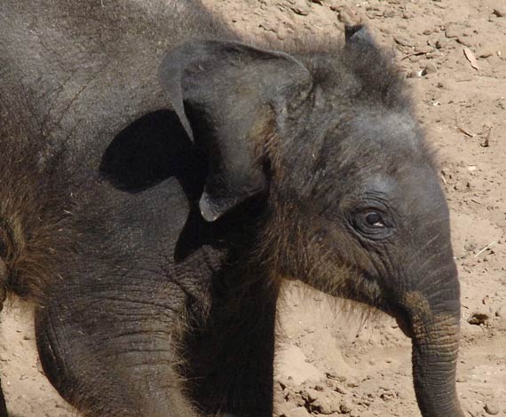 Nace un elefante...budista