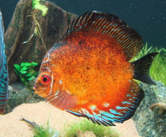 Symphysodon