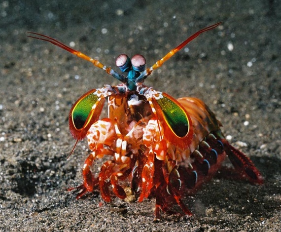 Camarón mantis