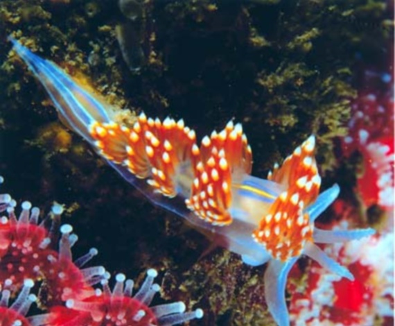 Nudibranquio