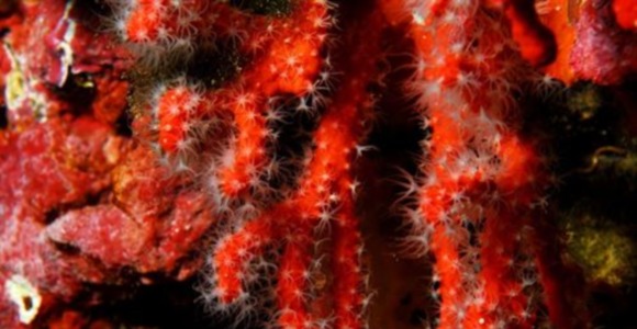 coral.jpg