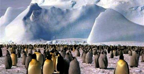 pinguinos.jpg