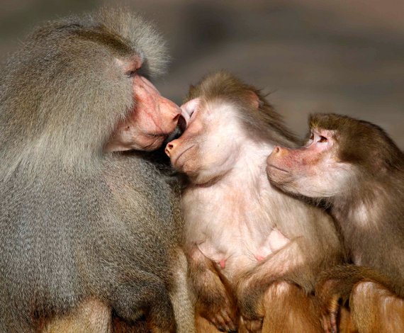 Monos Babuinos