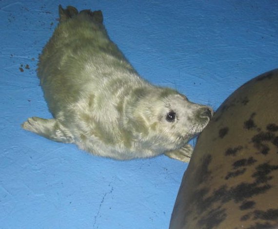 Foca Gris