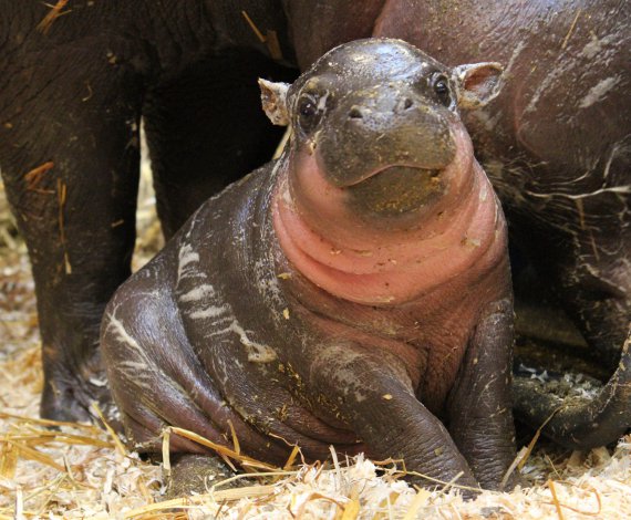 Hipopótamo Pigmeo
