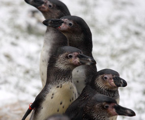 Pingüinos