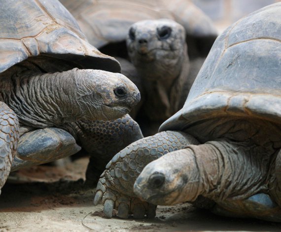 Tortugas