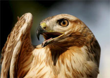 halcon.jpg