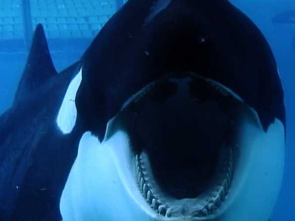 How Aquariums Allegedly Turned A Whale Into A Killing Machine How Aquariums Allegedly Turned A Whale Into A Killing Machine