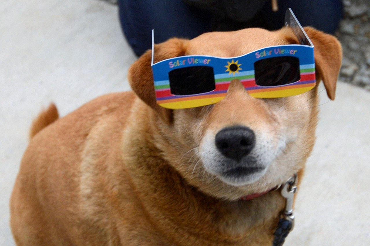 Un perro 'eclipsado'