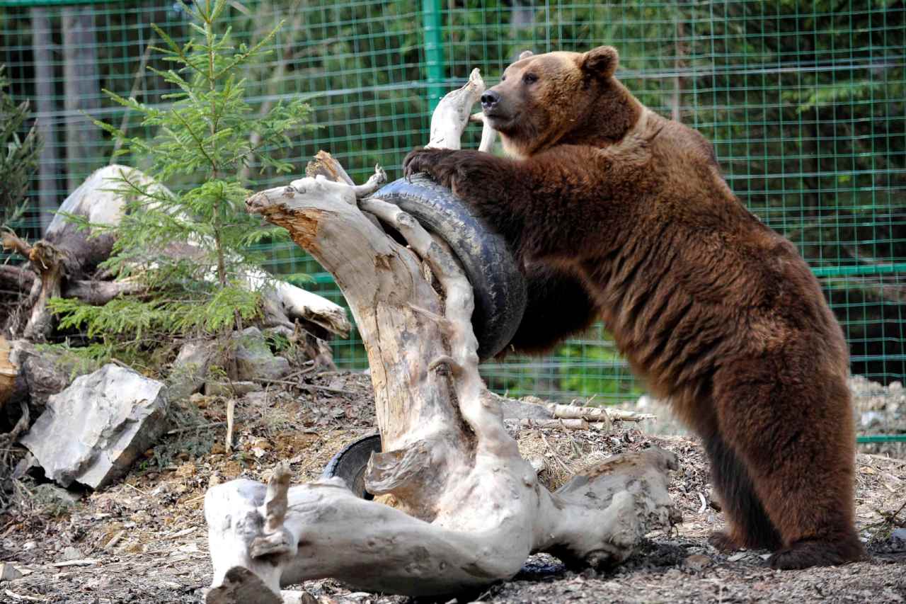 Un oso atlético