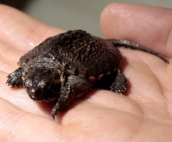 Tortugas en cautividad