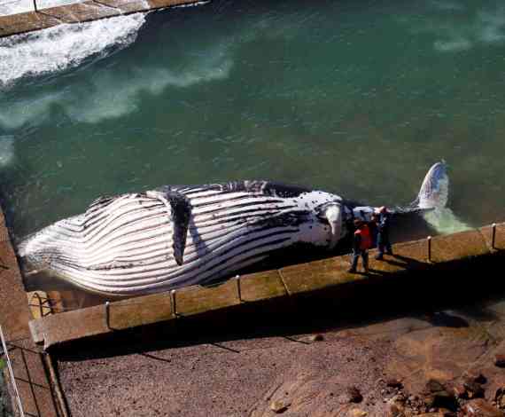 Ballena jorobada