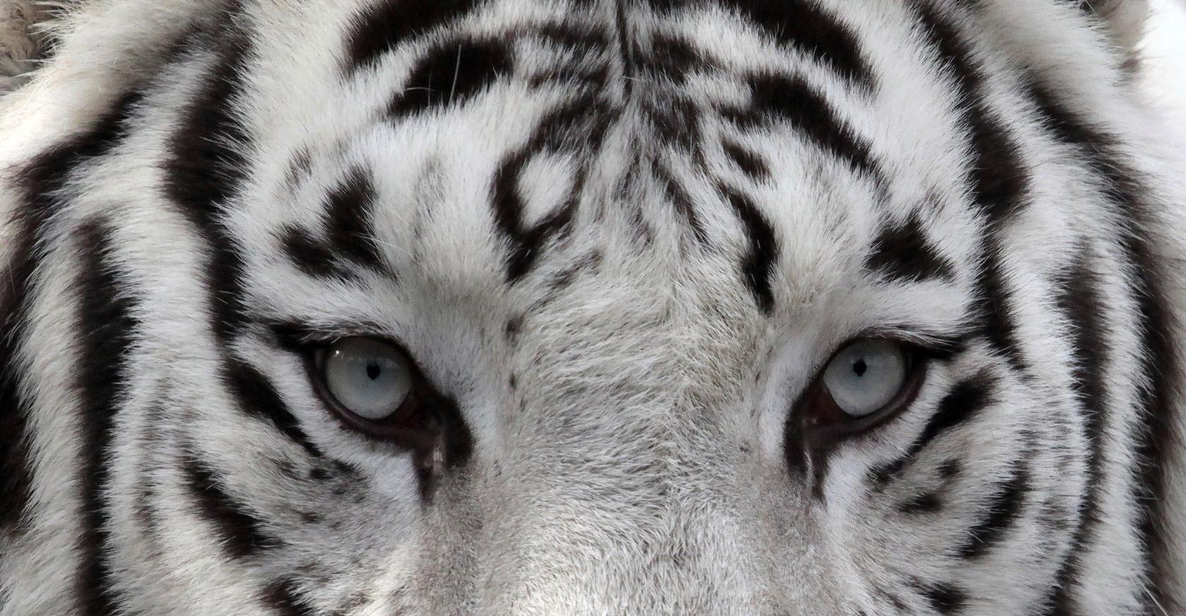 Mirada desafiante