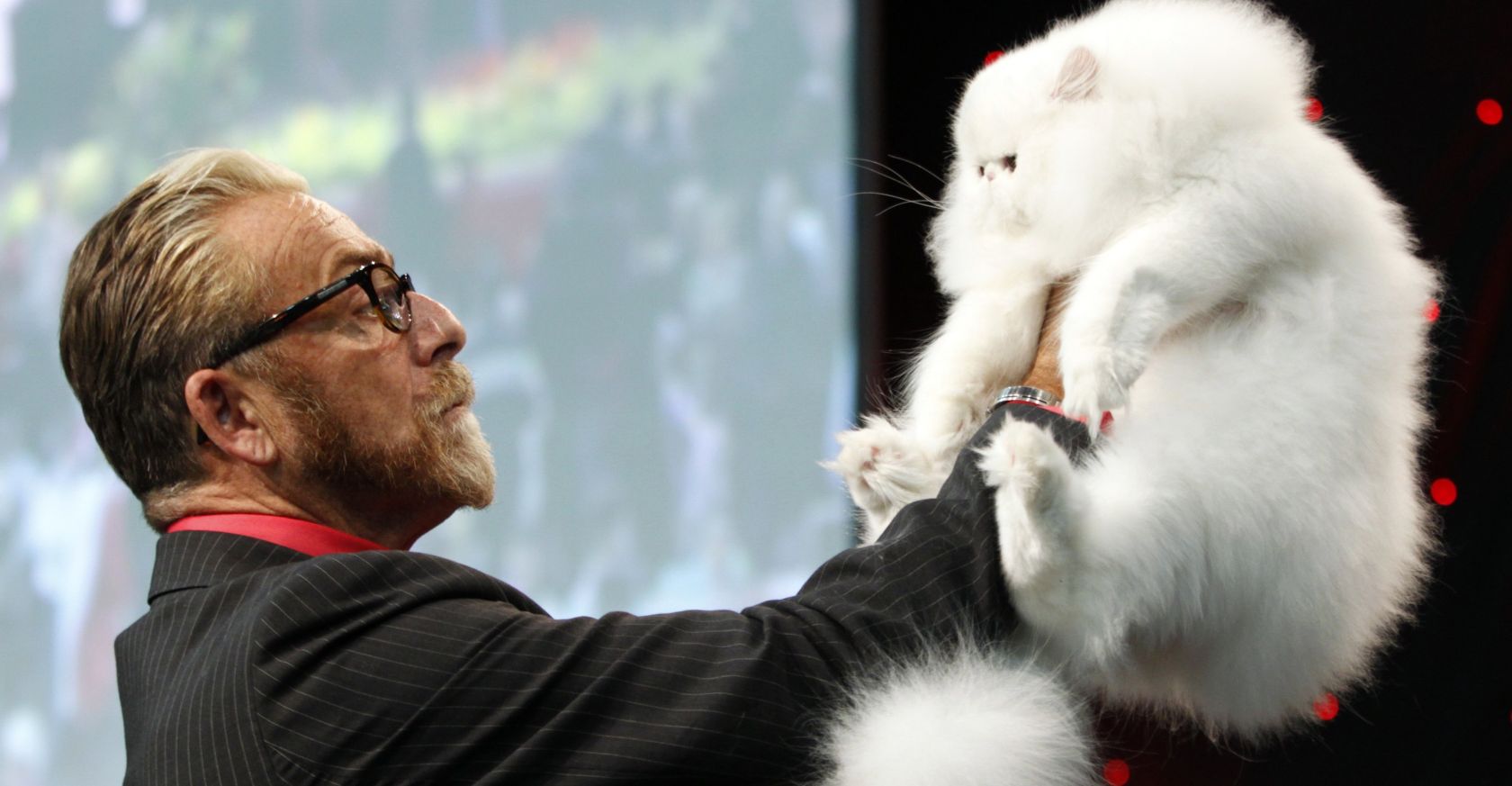 Concurso de gatos