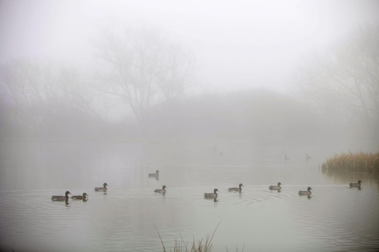 Entre la niebla
