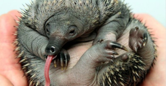 Bebé equidna
